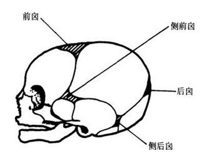 前囪門位置|甚麼是寶寶腦囟門？｜什麼時候閉合？能摸嗎？偏大是 